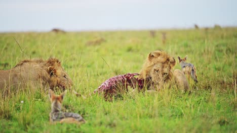 slow motion shot of two male lions feeding on a fresh kill showing powerful dominance, african wildlife in maasai mara national reserve, kenya, africa safari animals in masai mara north conservancy