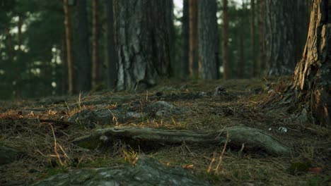 the grass, pine tree spikes and roots glowing in the sunshine on the forest floor