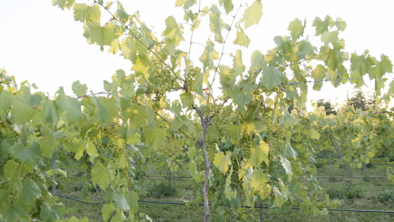 녹색 포도송이가 있는 포도밭의 포도원에서 빛나는 태양