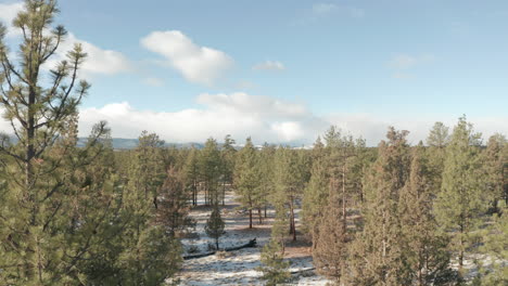 aerial shot through sparse evergreen pine trees in the winter