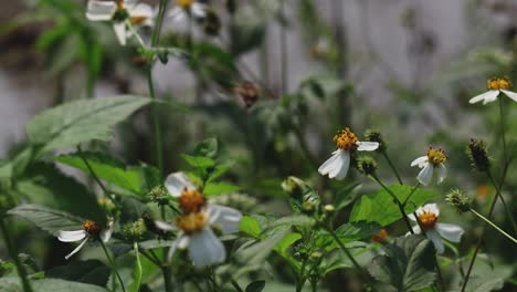 bee visits various flowers, pollinating them.