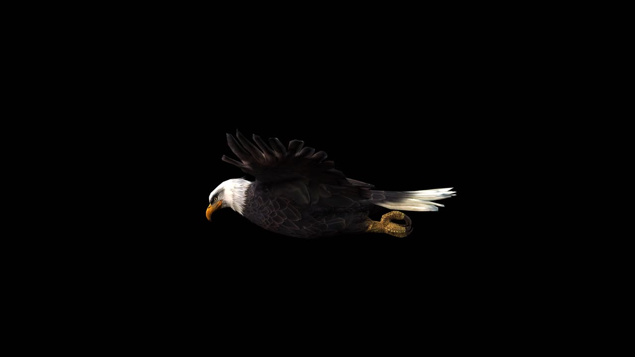 An american bald eagle fly glide on black background with alpha channel included at the end of the video, 3D animation, side view, animated animals, seamless loop animation