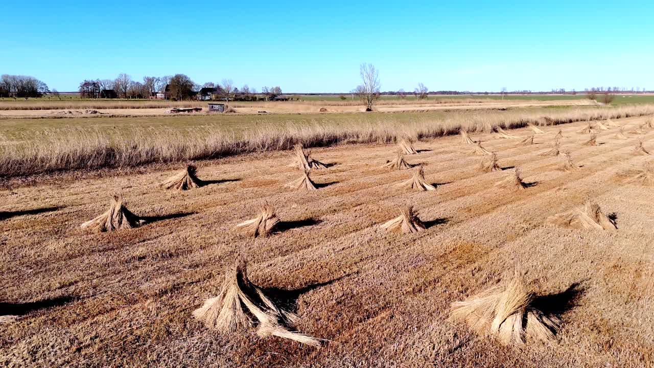 Drone view of bundles of reeds drying in the sun in the Netherlands
