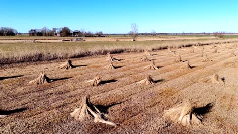 drone view of bundles of reeds drying in the sun in the netherlands