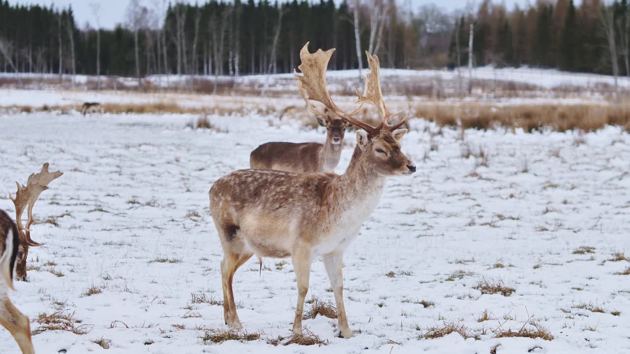 Calm morning scene of winter deer surrounded by snow and forest silence