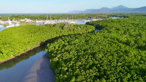 drone footage captures lush mangroves and marina in port douglas, australia, under bright daylight with a serene, natural ambiance