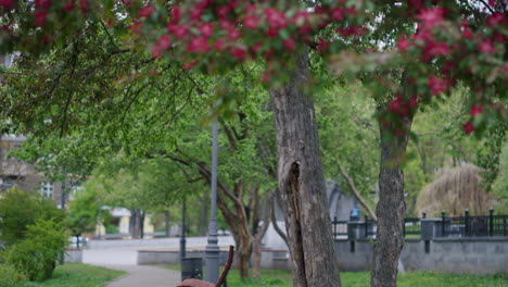 beautiful city park view with amazing green trees blossoming against blue sky.
