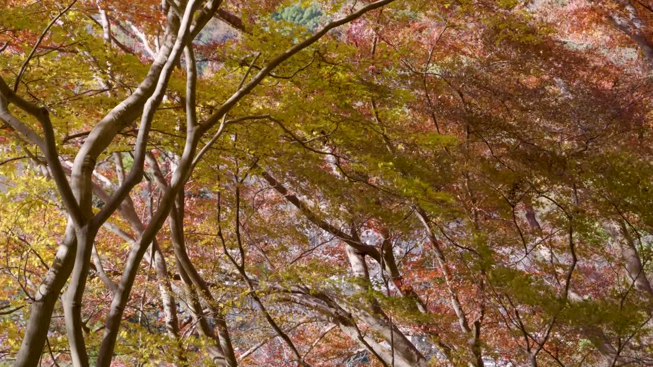 Stunning fall color forest with trees waving in windy forest