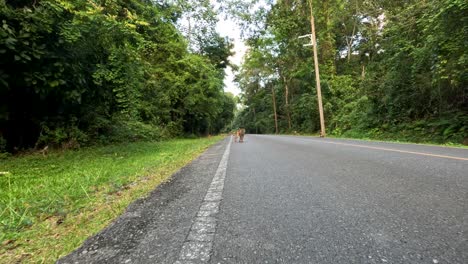 monkeys interact and move across a forest road