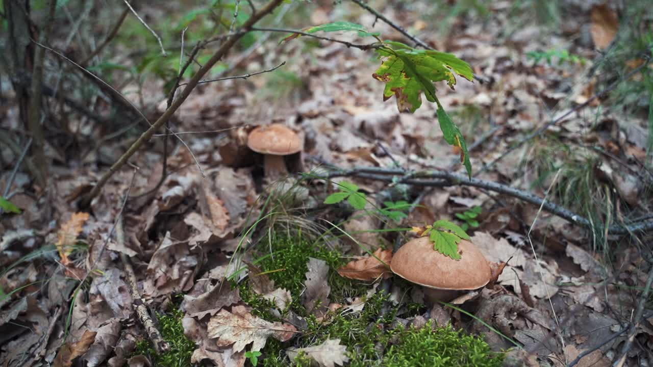 Two porcini mushrooms hidden under dry leaves