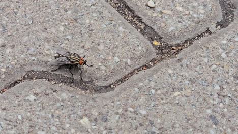 Above-static-shot-of-black-fly-with-white-lines-and-red-eyes-on-ground