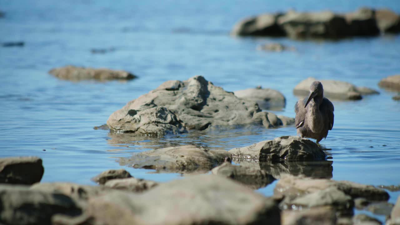 Witness the adorable sight of a baby Karuhiruhi as it embarks on its hunting adventure, carefully stalking through the water to catch fish in a heartwarming display of nature's wonders