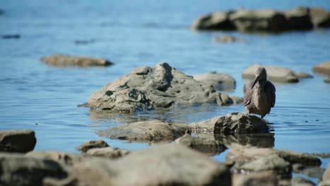 presenciar la adorable vista de un bebé karuhiruhi mientras se embarca en su aventura de caza, cuidadosamente acechando a través del agua para atrapar peces en una conmovedora exhibición de las maravillas de la naturaleza