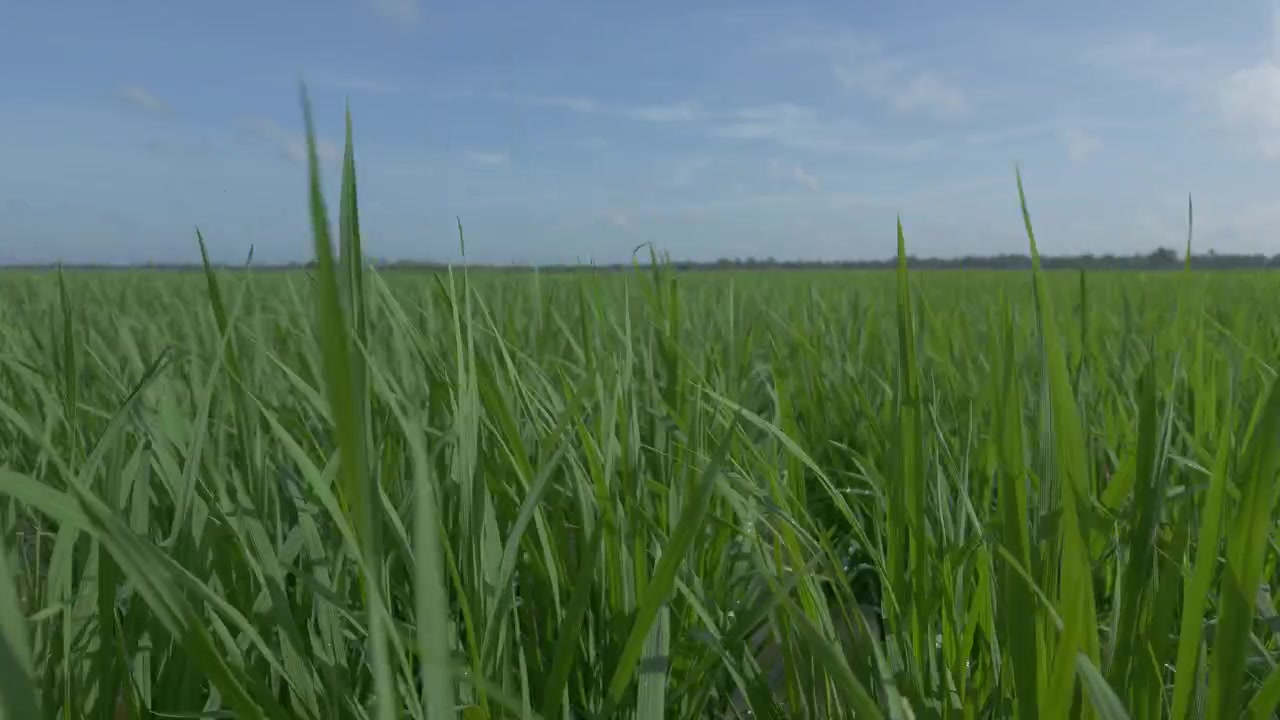 Ripresa in movimento di un villaggio agricolo indiano. Scattato con fotocamera DJI Pocket 4p combo creator