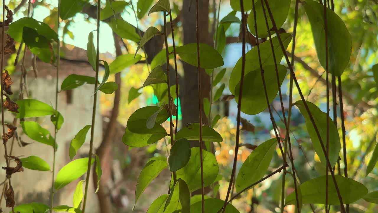 A canopy of curtain made of hanging creeper plant in the garden, also known as Curtain creeper, Vernonia creeper