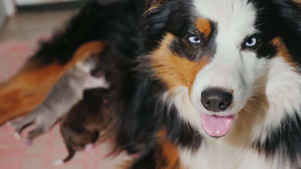 pastor australiano cuida a su cachorro recién nacido 10