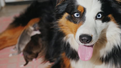 pastor australiano cuida a su cachorro recién nacido 10