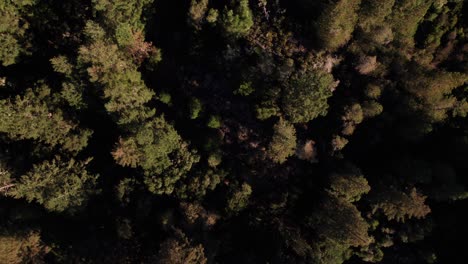 Generic-overhead-drone-shot-of-evergreen-forests,-4K