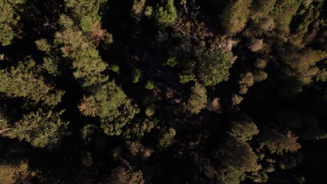 Generic overhead drone shot of evergreen forests, 4K