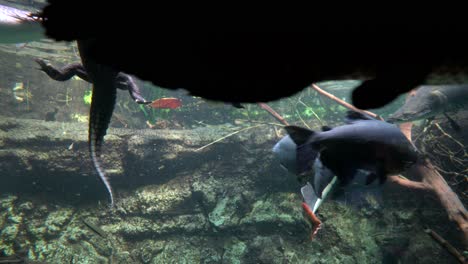 Feeding-fish-oceanarium