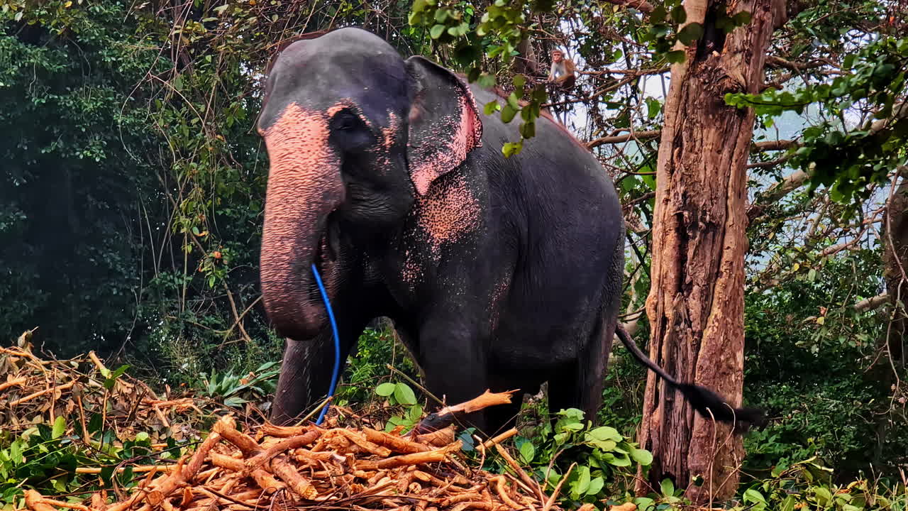 Elephant eating leaves at Weligama beach, serene and natural vibe