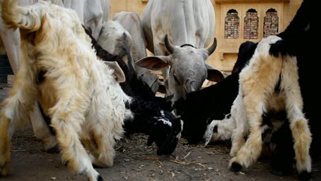 Herde-Von-Kühen-Und-Ziegen,-Die-Gras-Weiden-Lassen