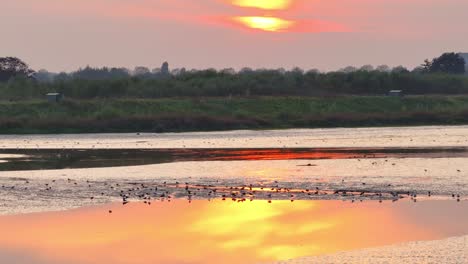 Crezeepolder-Puesta-De-Sol:-Pájaros-Sobre-La-Playa-De-Arena-Aérea