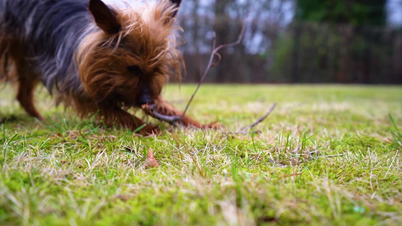 Incredibile cane Yorkshire Terrier che morde i piccoli rami degli alberi nel cortile di casa in primo piano al rallentatore