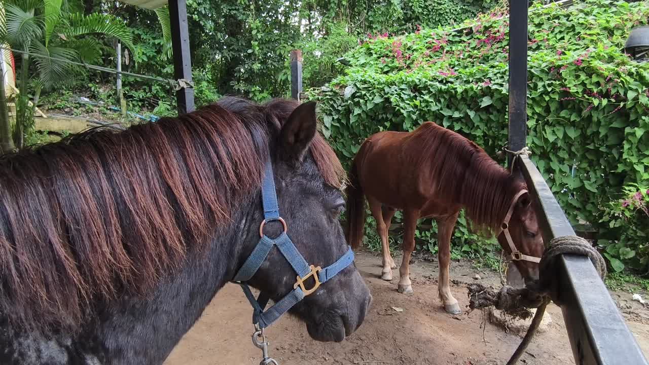 dos caballos en un establo