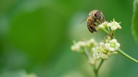 abeja voladora recogiendo polen en la flor blanca euonymus japonicus - paisaje natural salvaje, pancarta, belleza en la naturaleza