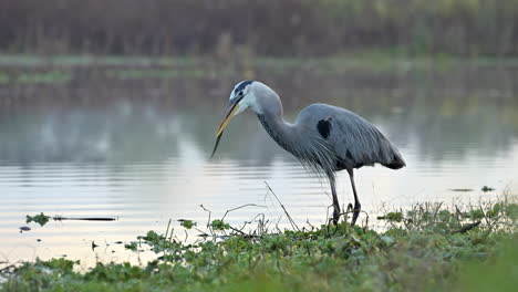 great blue heron   eating a just caught eel