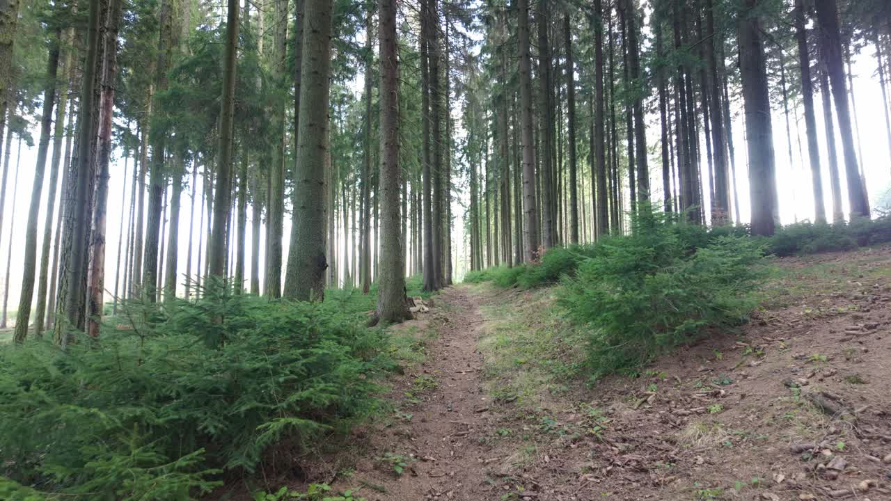 Beautiful spring nature in the forest. Trees are turning green and coming to life. Path along the path during the day