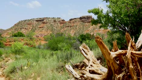 static video of mountains in palo duro canyon state park in texas. there is a unique log in the foreground