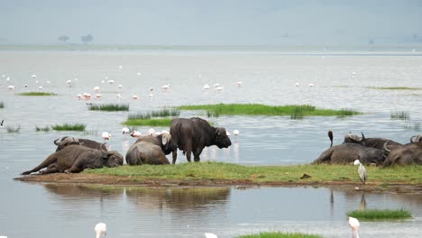 a herd of african buffalo resting on a lake with various birds around, static