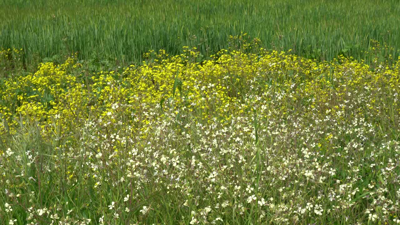 녹색 보리, 에서 오브스