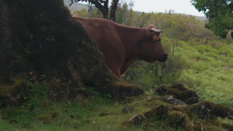 Una-Vaca-Emerge-De-Detrás-De-Un-árbol---Cámara-Lenta,-Fanal,-Madeira