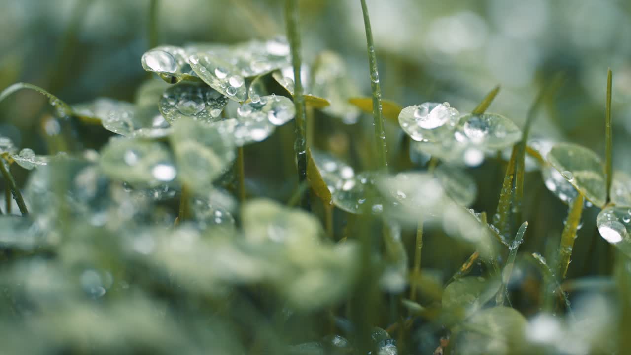 una foto macro de hojas de trébol y hierba con gotas de rocío
