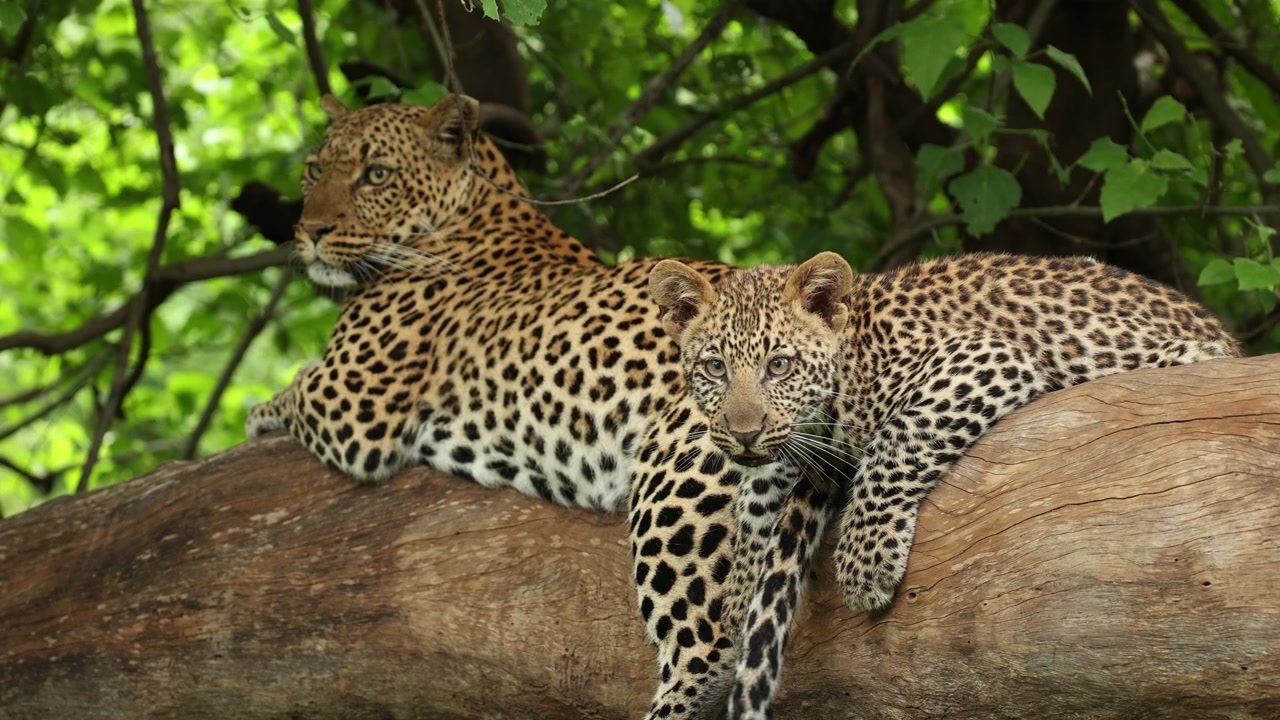 A female leopard rests with her cub on a huge tree branch in Mashatu Game Reserve with both animals looking into the distance. Before the cub gets up and leaves.