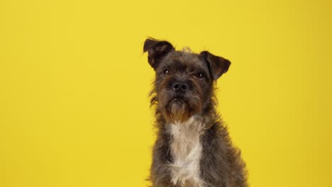 Schnauzer-Mixed-Breed-Looking-Around-infront-of-Yellow-Studio-Background