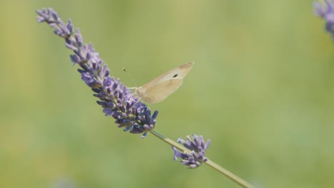 Witness-the-ethereal-beauty-of-a-Pieris-brassicae,-a-white-butterfly,-gracefully-dancing-on-lavender-blooms,-framed-by-a-mesmerizing-bokeh-background