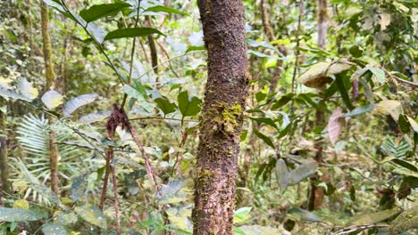 a serene view of moss-covered trees and dense foliage in a tropical rainforest, captured in natural daylight