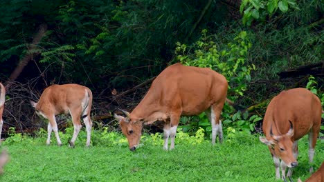 Banteng-Oder-Tembadau-Ist-Ein-Wildrind,-Das-In-Südostasien-Vorkommt-Und-In-Einigen-Ländern-Ausgestorben-Ist