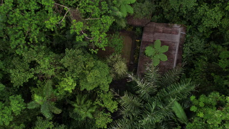 birds eye aerial view of hidden house in thick tropical rainforest, high angle drone shot