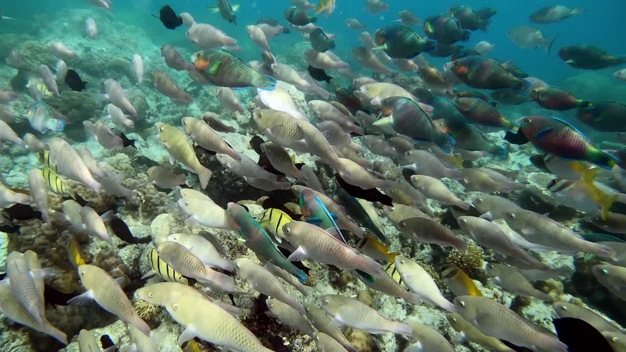 imágenes submarinas de un banco de peces loro nadando sobre un arrecife de coral