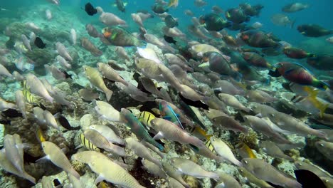 Unterwasseraufnahmen-Eines-Papageienfischschwarms,-Der-über-Einem-Korallenriff-Schwimmt