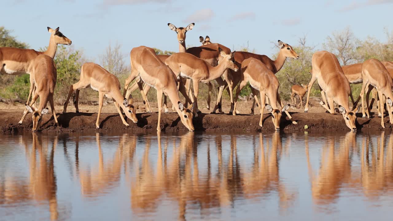 Wide shot of a herd of impala antelopes drinking nervously from a waterhole in front of an underground hide. Beautiful reflection on the water. Filmed in Mashatu Game Reserve, Botswana