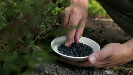 Man-picking-blueberries-into-bowl,-wild-berries-in-forest