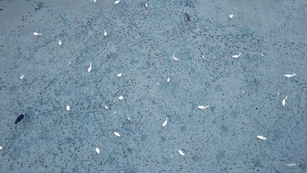 Egrets searching food in swamp. Foot print left in swamp at Penang, Malaysia.