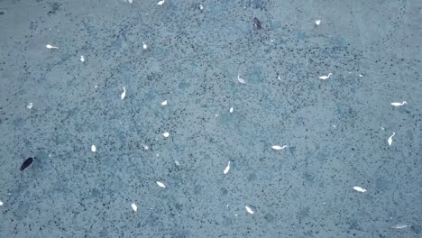 egrets buscando comida en el pantano. huella de pie dejada en el pantano en penang, malasia.