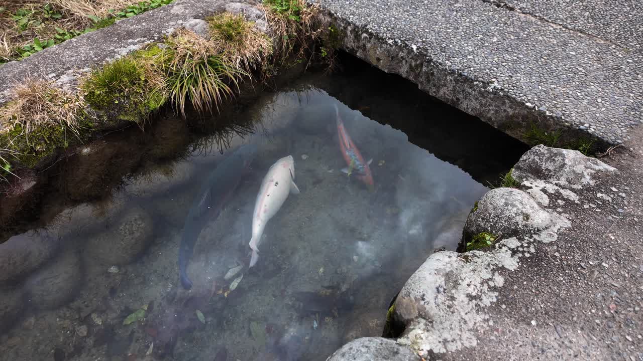 Koi carps gracefully swimming in a clear stream within Shirakawa Go, Japan, showcasing the beauty of this UNESCO World Heritage Site
